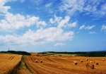 果てしなく広い、美しく雄大な麦乾ロールの畑