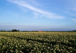 7月に訪れた際の、満開のジャガイモ畑。（この時は、もっとゆっくり撮影したかった・・（Ｔ＿Ｔ）