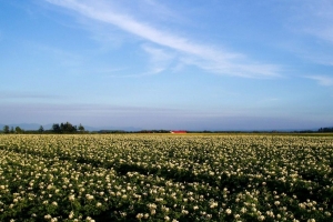 7月に訪れた際の、満開のジャガイモ畑。（この時は、もっとゆっくり撮影したかった・・（Ｔ＿Ｔ）