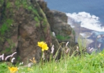 断崖絶壁とエゾキスゲ（黄花：だそうです）とエゾイブキトラノオ