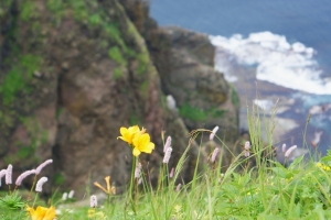 断崖絶壁とエゾキスゲ（黄花：だそうです）とエゾイブキトラノオ