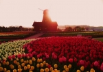 夕映えに染まるオランダ風車展望台とチューリップ畑