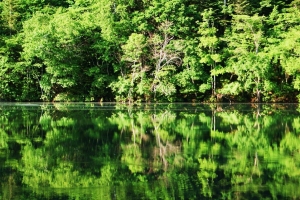 鮮やかな緑が、湖面に写る！！！
