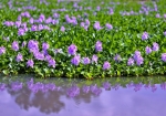 9/11 朝の陽ざしを浴びる“ホテイアオイ”の花たちが、水面にも映し出されていました・・・!!!