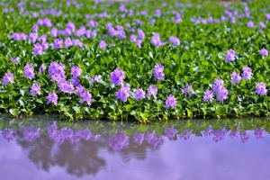 9/11 朝の陽ざしを浴びる“ホテイアオイ”の花たちが、水面にも映し出されていました・・・!!!