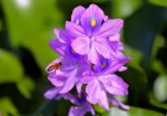 9/11 “ホテイアオイ”の花...と、蜜蜂との自然のやりとり...を・・・!!!