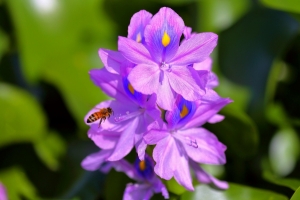 9/11 “ホテイアオイ”の花...と、蜜蜂との自然のやりとり...を・・・!!!