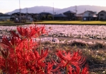 9/25 西日に照る“彼岸花”...を、花園を背景に撮ってみました・・・!!!