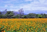 10/30  広い花園の一画を黄色に染め上げた“キバナコスモス”の花々を・・・!!!