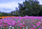 10/30　色鮮やかに咲き誇る“コスモス”と、その美しい花園を楽しむ多くの人たちを・・・!!!