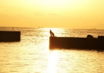 グラスボート出発港での夕陽ですが、釣りも楽しめます