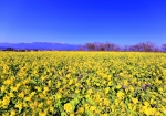 1/21 びわ湖畔を黄色に染め上げた“菜の花畑”...と、美しい比良山系の山々を広角で撮ってみました・・・!!!