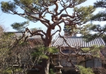 樹齢400年の赤松。うねってます(^^)