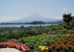 ハーブ園の花々と河口湖。その向こうに雄大な富士山が望めます。