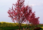 桜並木のピンク色も映えます