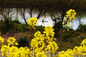 カヤックで春の江戸川を楽しむなんて、贅沢でうらやましい・・・。