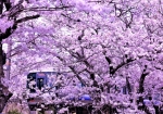3/29 満開に咲き誇る“桜”...と、走り来る快速電車を・・・!!!