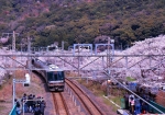 3/29 下りの快速電車と、撮り鉄の人たちと、“桜”・・・!!!