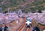 3/29 パンダを摸した特急列車と、一斉にシャッターを切りつづける撮り鉄の人たちと、美しく咲いた山中渓の“桜”を・・・!!!