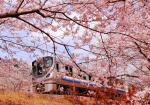 3/31 街道沿いの❛桜並木❜〜［新快速］の電車を･･･!!!