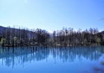 朝日が昇り始めた、青色が美しい青い池