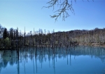 立ち枯れたシラカバの木々が、青い池に華を添えています