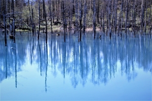 水鏡になった青い池が、木々を写し込みます