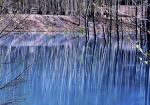 遊歩道添いのシラカバの白い幹が、青い池に写ります