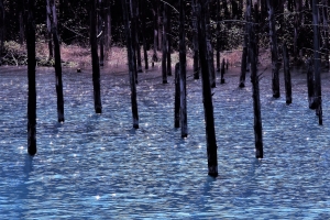 煌めきとさざ波立つ青い池