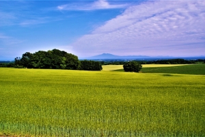 小麦畑と胸が空くようなうろこ雲の絶景