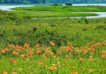 濤沸湖の湖水の色、緑、エゾスカシユリのオレンジ色も美しい小清水原生花園（西端）
