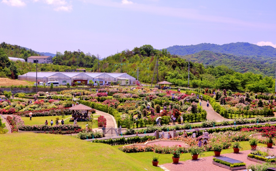 泉南市農業公園 花咲きファーム 秀逸な観光スポット画像 観光スポット検索 たびかん