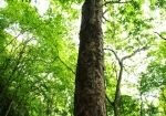 ホオノキの巨木。数百年生きた巨木のパワーを頂きました。