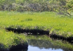 神仙沼の少し手前の湿原