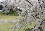 登城坂前の桜