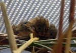 日本最小のネズミ、カヤネズミ