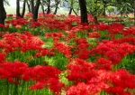 9/23 “赤い絨毯”を敷き詰めた❝彼岸花❞の花園を…!!!