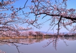 3/28 ❛醍醐池❜・堤のほとり〜水面に映る“桜”の並木...と・・・!!!