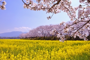3/28 咲き誇る“菜の花”...と、満開の“桜”と・・・!!!