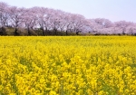 3/28 広大な“菜の花畑”...と、堤の“桜並木”を・・・!!!