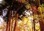 紅葉と杉木立の遊歩道を歩く（嫁さんはスデに疲れ気味か！！）