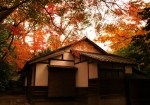 旧村川別荘：モミジに囲まれた母屋