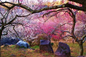 まるで日本庭園風な筑波石と紅白梅林
