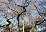 樹齢４５０年と言われるシダレザクラは、所々垂木で支えられています。