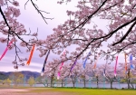 4/5 湖畔の広場に咲く“桜”...と、泳ぐ❛鯉のぼり❜を・・・!!!
