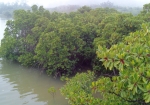 河口のマングローブ林