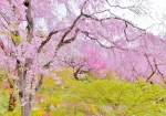 4/11 視界を包み込む“しだれ桜”の森を…!!!