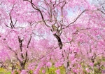4/11 天空から降りそそぐ“しだれ桜”のシャワーを…!!!