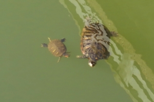 薬師池で泳ぐ亀の親子。暖かい季節ならカルガモの親子がいることもあります。