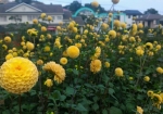 小さなポンポン咲きの黄色いダリア